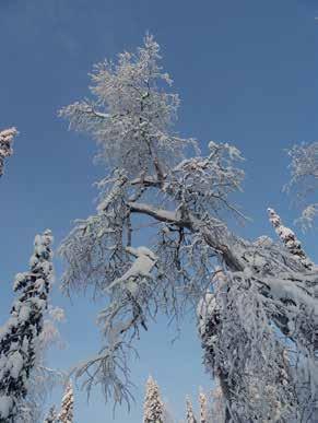 New in Ylläs! Magical forest Power and well-being from pure nature of Lapland Pure nature is an everlasting place of strength and a habitat for spirits and shamans.