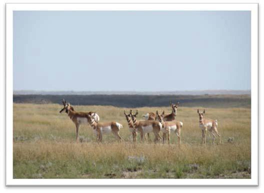 The vast grama grass plains are perfect habitat for pronghorn.