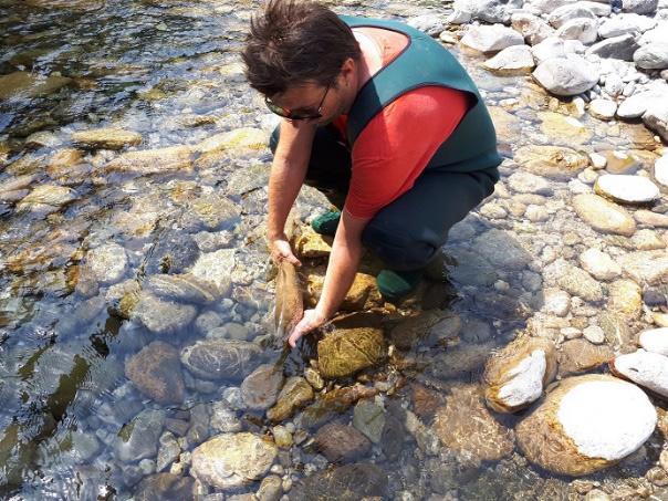 The research aims at collecting the necessary data on biodiversity to assess the impact of the series of dams/accumulations for the production of electricity on Moraca on the species included in the