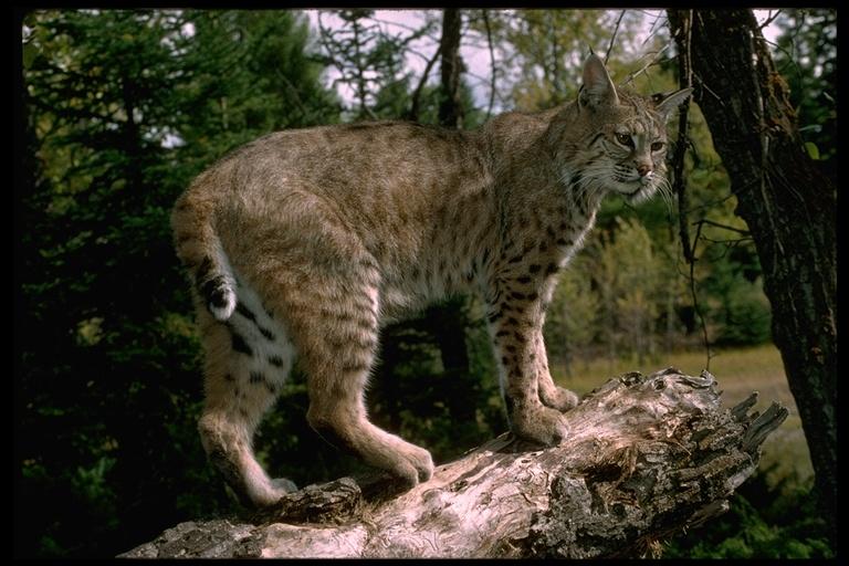 Sonoma Valley Habitat Corridor Objective Large mammals like this Bobcat require large areas of connected habitat To continue the efforts of numerous public and private organizations in creating a