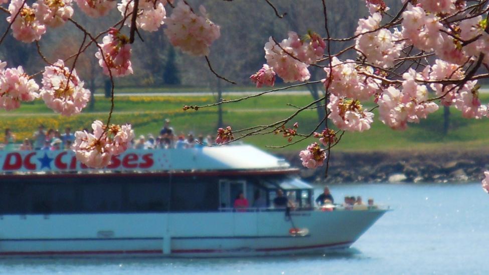 Travel Office Days & Hours Monday - Thursday 10 am - 2 pm Friday - Closed Call 410-666-0896 CSCC s Travel Office. Odyssey Cruise & Cherry Blossoms Washington, DC April 3, 2019 (Wednesday) Cost: $120.