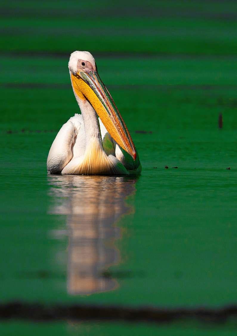 [about Danube Delta] The Danube Delta (Romanian: Delta Dunării) is the second largest river delta (5 165 km2) in Europe, is the best preserved on the continent and listed as a World Heritage Site and