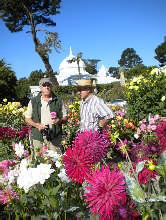 VISITING ADS BLOOMERATI: ADS VP Allen Hass and his wife, Debby, hit the Bay Area Dahlia Hot Spots by participating in the Monterey