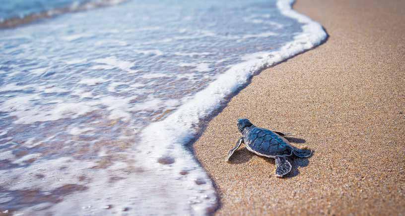 GREEN SEA TURTLE EXPERIENCE WITH OSA CONSERVATION JOIN THE MARCH 15, 22 & 29, 2019 DEPARTURES ON NATIONAL GEOGRAPHIC QUEST FOR AN EXCITING AND ENRICHING PROGRAM FOCUSED ON GREEN SEA TURTLE