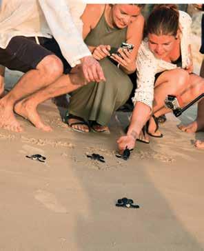 The different varieties visit at varying times. Luckily, our March voyages coincide with visits by the Green Sea Turtles.