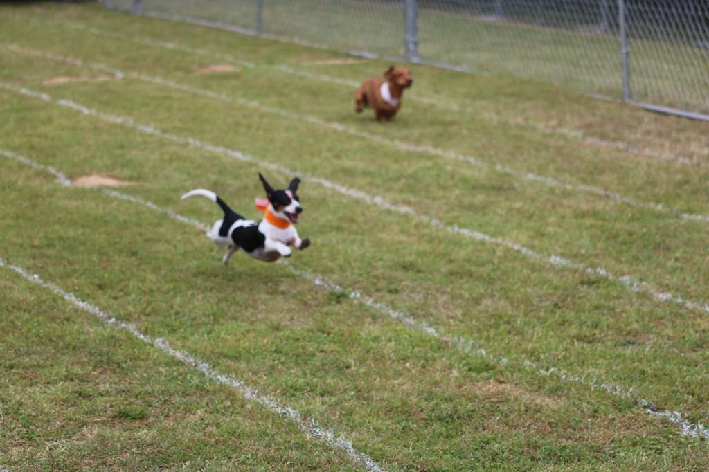 BUDA LIONS CLUB ANNUAL WIENER DOG RACES MOVE TO BUCK S BACKYARD City Park Construction To Begin This Month BUDA, TX Due to construction at Buda City Park, the Buda Lions Club has moved the Annual