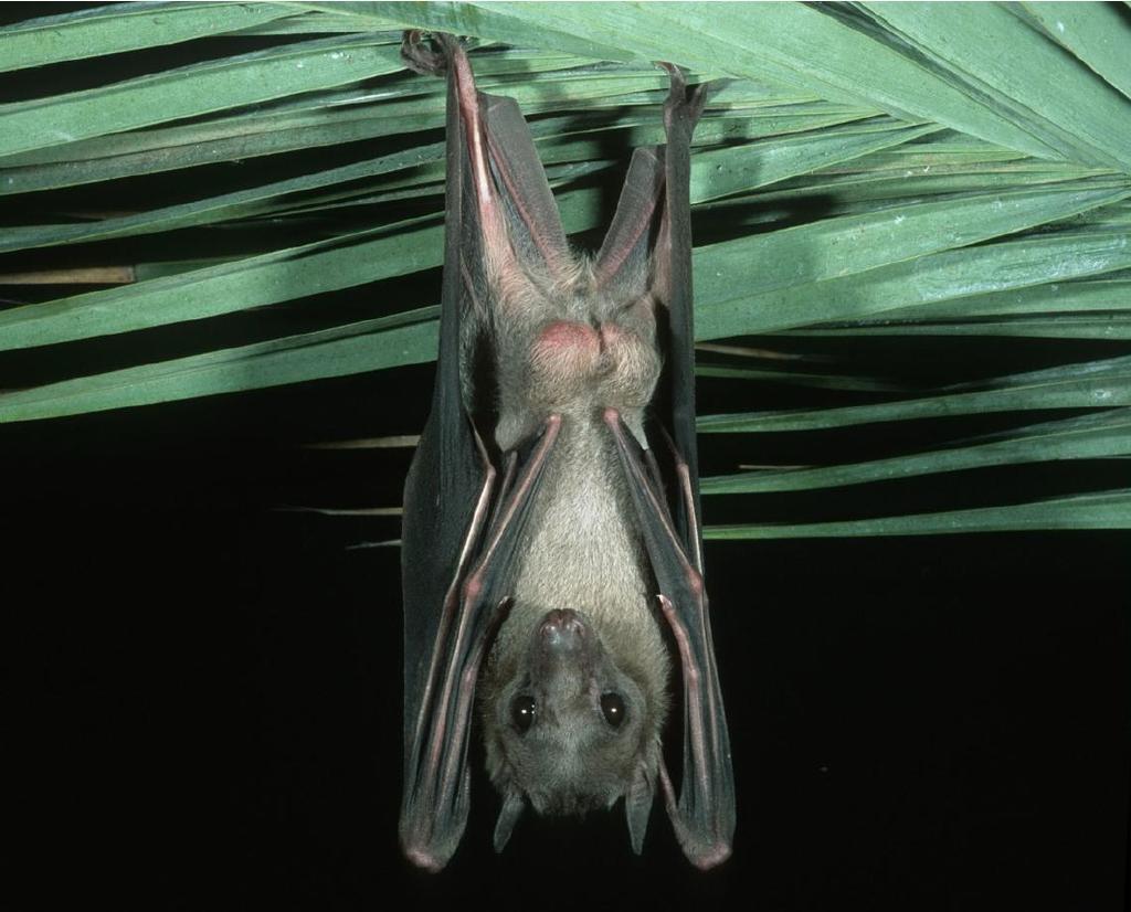 Egyptian fruit bat on Tenerife (Rousettus aegyptiacus) eradication (2002-2005) Spanish Cathalogue of Invasive