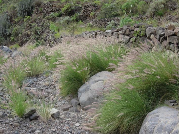 Fountain Grass (Pennisetum setace the queen of the invasive plants Present in all the isl Tenerife, La Palma a highly invaded 10.