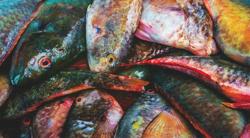 MORE PARROTFISH, BETTER REEFS Photos: Chelsea Tuohy JAMAICA RACINGTOSAVE PARROTFISH In July 2016, Sandals Resorts International announced it will no longer purchase or offer parrotfish at its