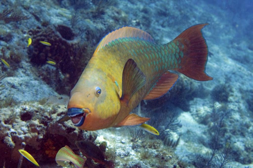 Fishers in the Dominican Republic rally behind the "Salvemos el pez loro" ("Save the parrotfish") battle cry that many local environmental organizations, including The Nature Conservancy, are
