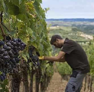 Private and group experience Brunello Harvest