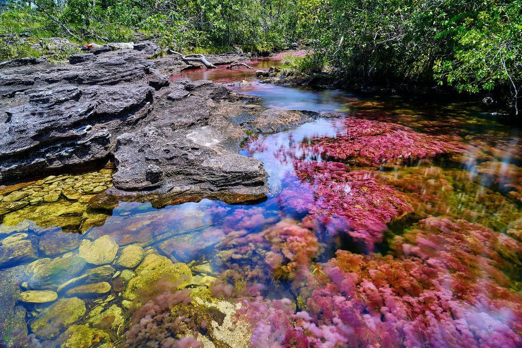 Plants, rocks, sand and algae give color to the river.