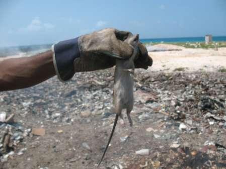Rat killed by resident on Middle Cay during September 2012 cleanup It must me noted that checks were also made with conservationists, local and abroad, to assess the likelihood of non-target species