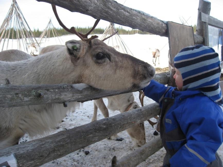 Tour 5. REINDEER FARM and NAAVA-center One of your greatest dream is now available easily. You get to see the reindeer up close, feed them, and learn about their life and meaning to the local people.