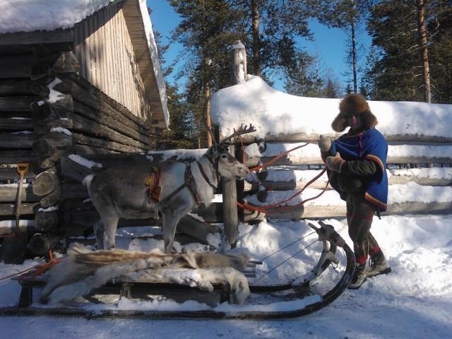 Tour 6. Snow Glow in a Reindeer Caravan White snow, peaceful forest and you in the sleigh being pulled by reindeer a reindeer safari.