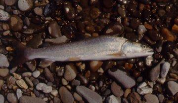 The Danube Salmon Hucho hucho is an endemic fish