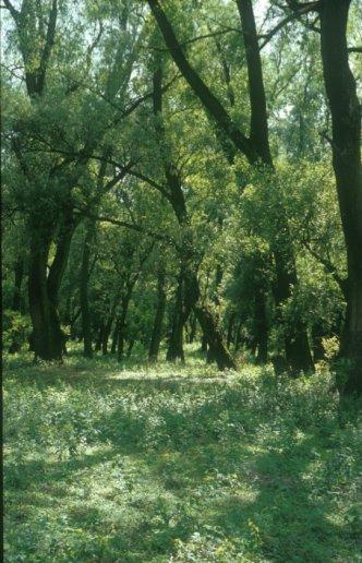 Balázs) Soft wood forest