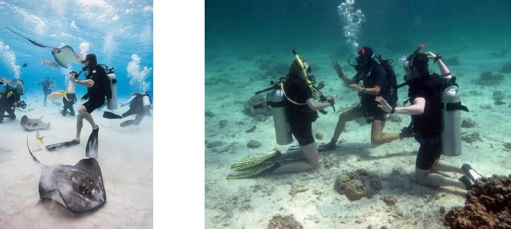 Note: Under water scuba diving is not included if required guest can avail at Kavaratti paying Rs 1900 per dive at Dolphin dive center of Lakshadweep Tourism, for more details contact water Sports