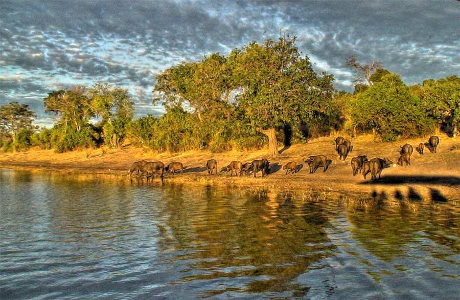 The Chobe Reserve and the riverbanks have some of the densest concentrations of elephants, zebra and lions in Africa and the animal migrations provide a fascinating spectacle.