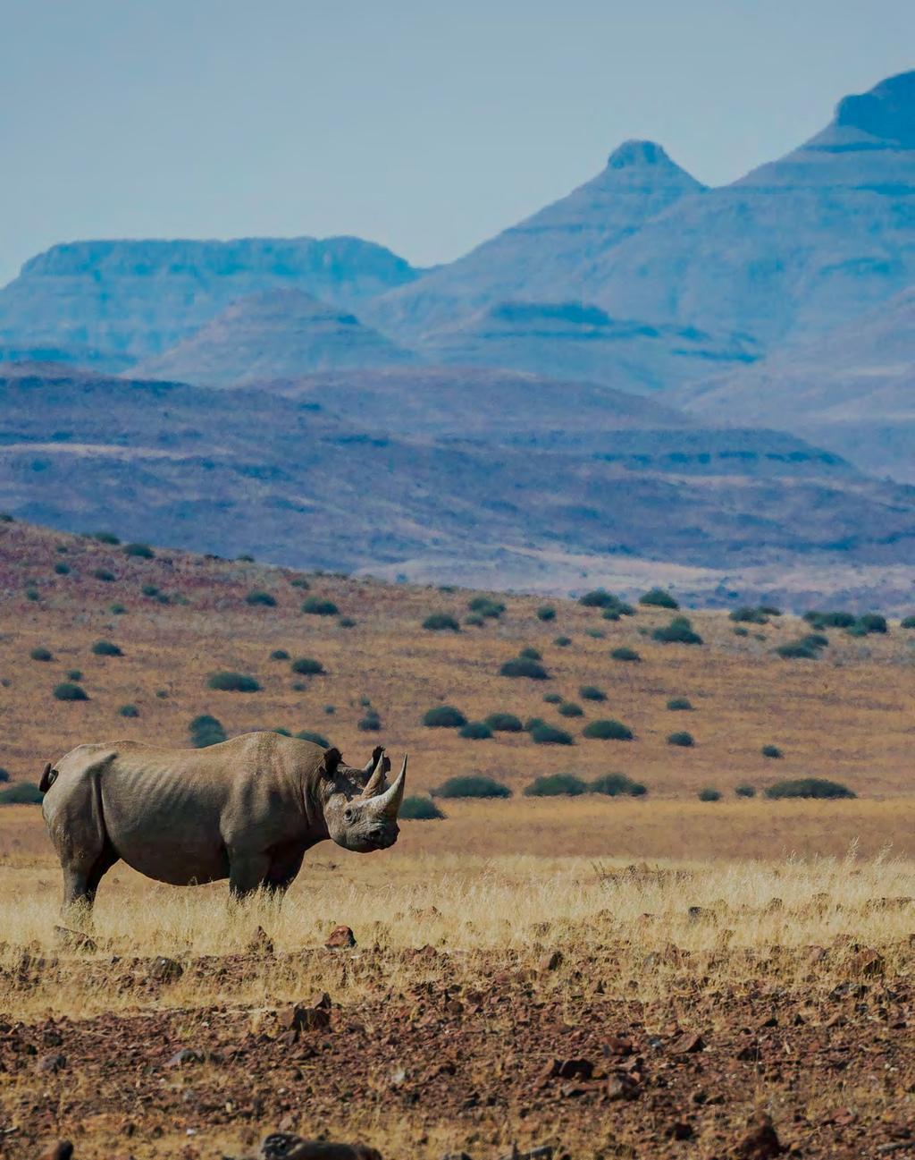 COMMUNITY AND CONSERVATION INITIATIVES SAVE THE RHINO TRUST Focused on monitoring, understanding and protecting the area s black rhino populations for 25 years, Save the Rhino Trust Dana Allen/Desert