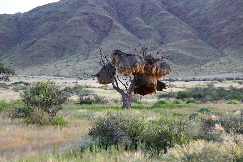 The Sociable Weaver earned its name by building nests which house hundreds of families.