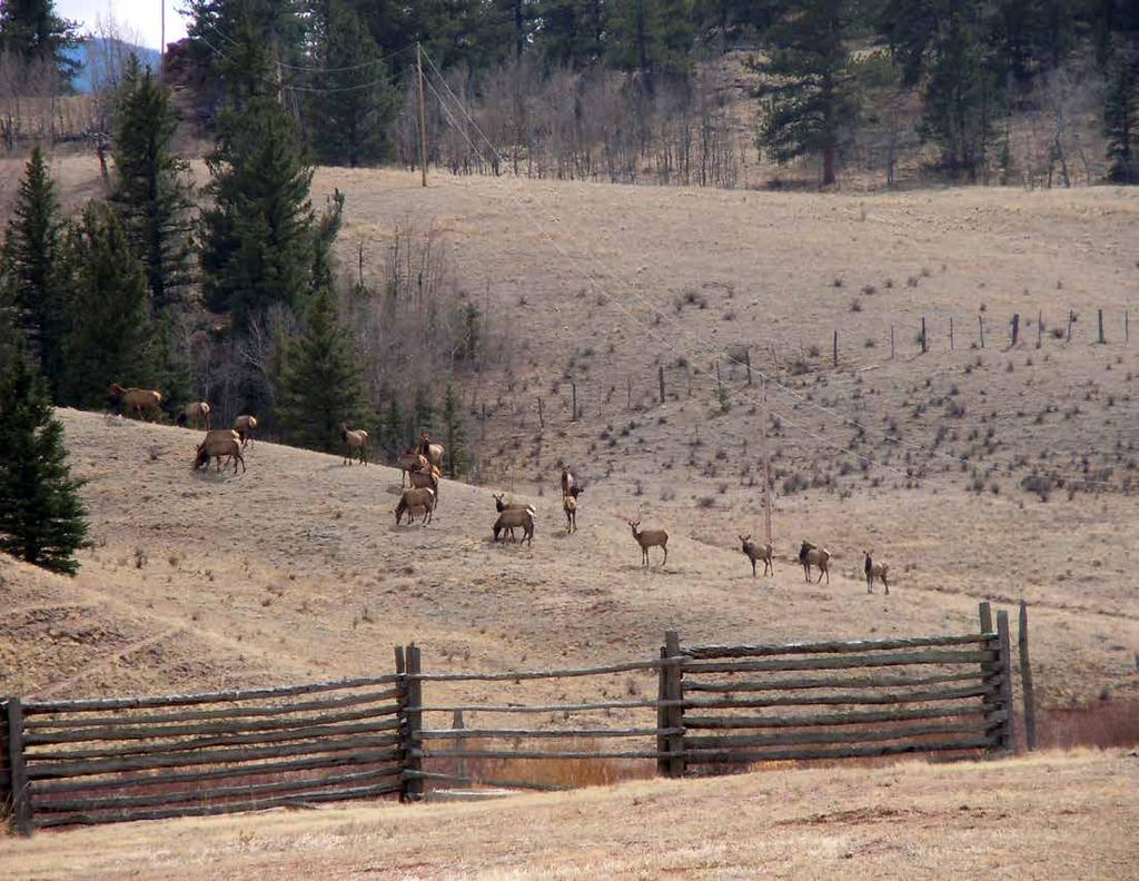 Wildlife: Wildlife is abundant with sustainable populations of elk, deer and Bighorn sheep.