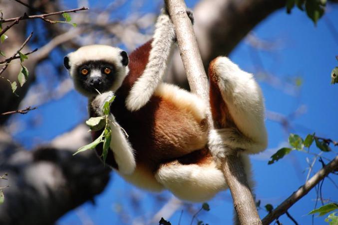 This trip is perfect for first time Madagascar visitors as well as for those returning to Madagascar for a second or third trip!