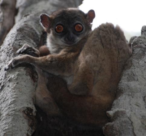 June 27-30 Area The North Ecosystem Rainforests and Tsingy Hotel The Nature Hotel and Ankarana Lodge Area Flora And Fauna Highlights - In the Ankarana you may encounter the crowned lemur, Sanford's