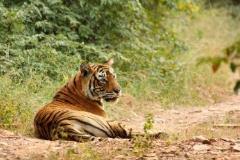 10 Days 15 16: Ranthambore National Park Leave Jaipur and head south for 5 to 6 hours to Ranthambore National Park. This afternoon, will be free for you to relax in the resort.
