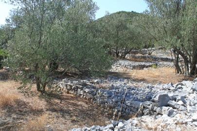 Bribir Olive groves, vineyards Field