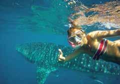 Tours from the Coral Coast Whale Shark Discovery Whale Shark Adventure Ningaloo Whale Shark Swim Experience an amazing adventure as you swim with the Whale sharks.