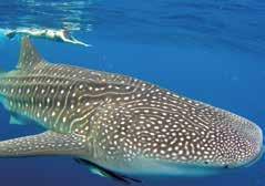 Throughout the day enjoy snorkelling in the clear waters of World Heritage Listed Ningaloo Reef, home to amazing coral formations, tropical fish, turtles, dolphins, dugongs, rays and whales (in