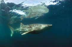 Snorkel in the crystal clear waters of World Heritage Listed Ningaloo Reef as you encounter one the world s largest creatures, the Whale shark.
