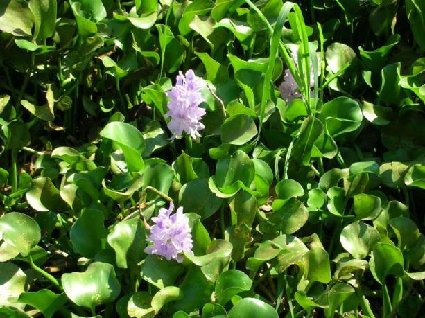 ) Water hyacinth (Eichhornia crassipes