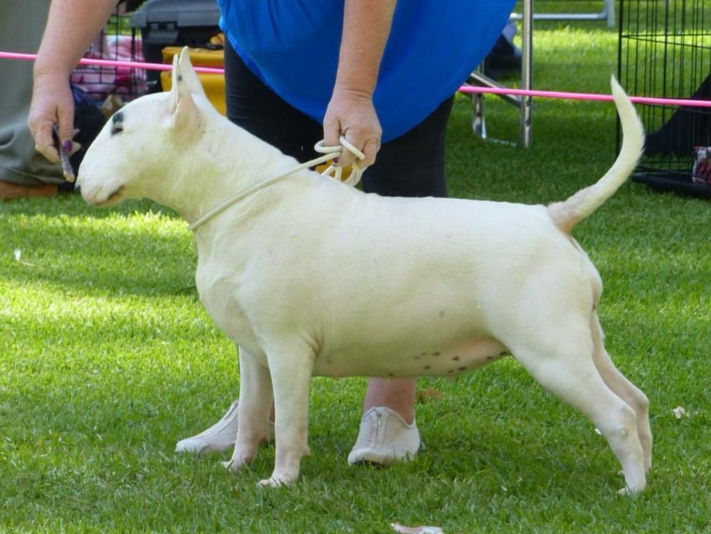 I specialise in Bull Terriers & Bull Terrier Miniatures and am listed on the NBTC(A) ROM list, (National Bull Terrier Council of Australia) involved in Bull terriers for over 20 years, in addition I