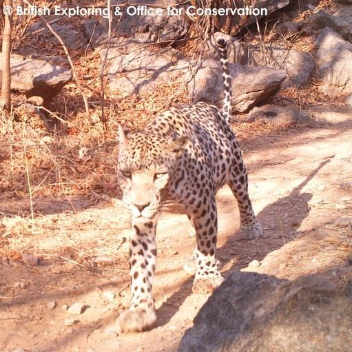 Explore and discover this unique environment, while surveying and documenting the mountain wildlife using camera traps and other methods.