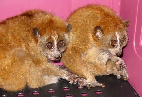 Enforcement Cu Chi Wildlife Rescue Station Local people hand over Pygmy Loris The rescued Pygmy Loris Last July, Mr.
