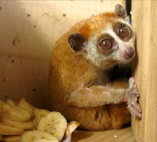 The Loris weighed 300 gram and had terrible skin loss on its front paw due to a type of a fungal disease. Mr. An Phu bought this loris because he felt so sorry for it.