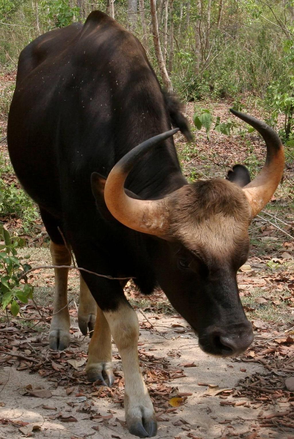Wildlife zoom Gaur (Bos gaurus) The gaur is an extremely large mammal with a strong and muscular built body. Large males or bulls can weigh up to 1,500kg.