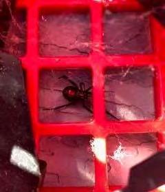 It s a Black Widow, And I don t mean Airplane!