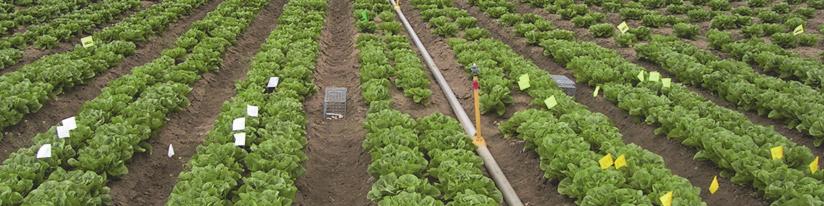 11 & 1 field trials of romaine lettuce, Salinas Valley Prevalence of