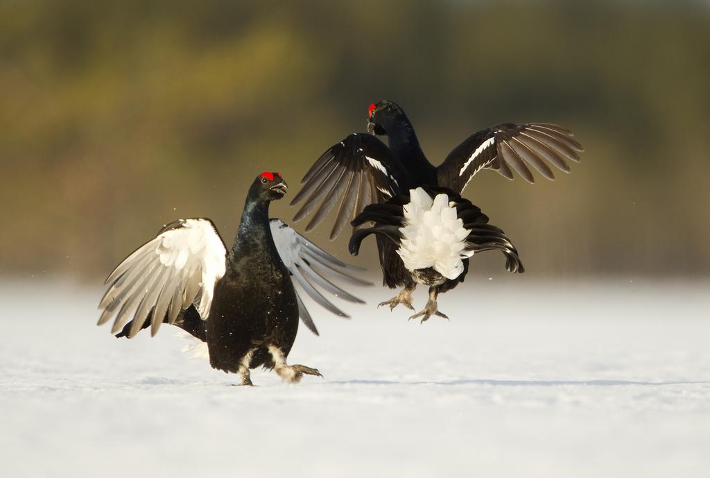 Itinerary : Days 5-7 Days 5-6 Tuesday 29th to Wednesday 30th March At Utajarvi our main target for the second part of this trip is the spectacular courtship ritual of black grouse at a traditional