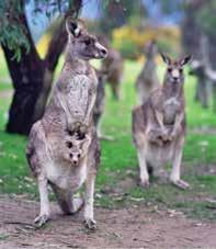 Wartook Valley is home to many birds and mammals species including echidnas, wallabies, kangaroos, emus, deer and lizards like skinks and goannas.