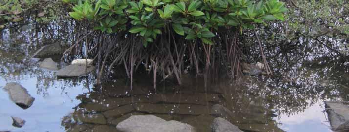 Mangroves in