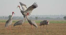 waterbirds including rare and endangered species like Sarus Crane, Bengal
