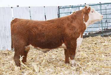 8 51 84 25 51 $111 ACT. BW 90 ACT. WW 588 ADJ. 205 635 WW RATIO 92 Nice Red Bull son here a lot of calving ease and growth in this pedigree a CHB of 111.