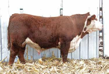 TWO YEAR OLD BULLS LOT 23 IS OUT OF SALE 24 24 B AHA #43840981 DOB: 3/11/17 Tattoo: 44E P TH 89T 755T VICTOR 468Z DVOR 468Z 159P BOND 431 ET STAR TCF ADV ORALEE 159P ET RW MISS VICTOR B50 BAR JZ