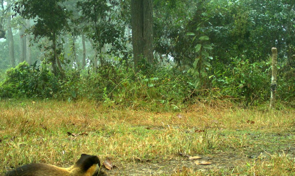 Yellow-throated Marten carrying a