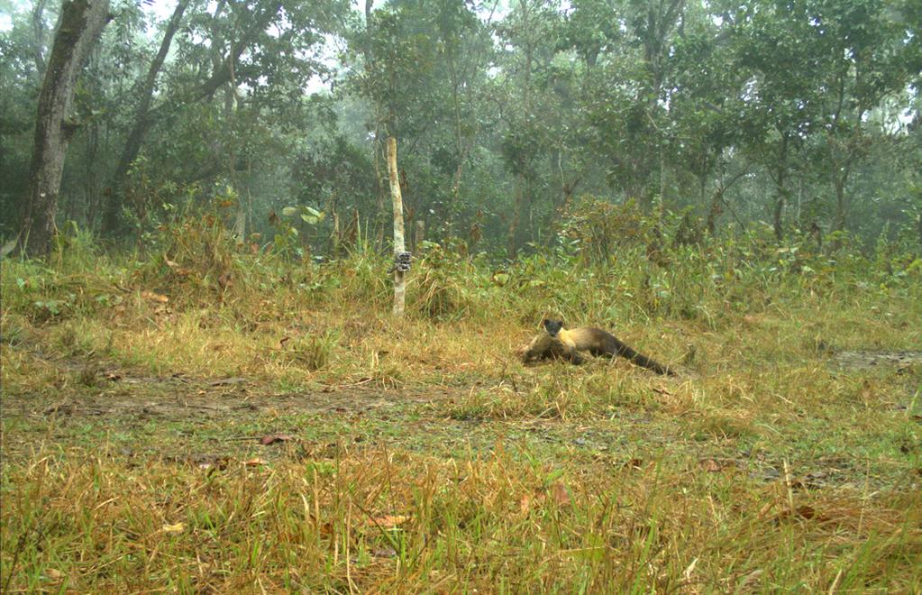 Indian Civet Viverricula indica,