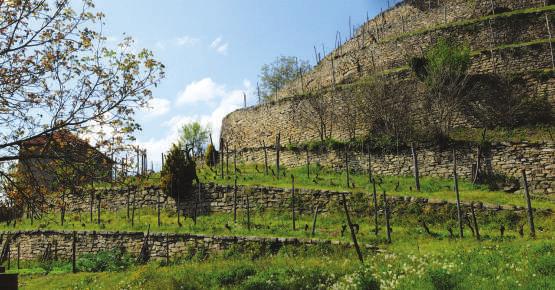 GTL - Grande Traversata delle Langhe Leg 2 Cortemilia Bergolo As you leave this historic village of Cortemilia, whose fate is so inextricably linked with the Hazelnut, protagonist of an annual